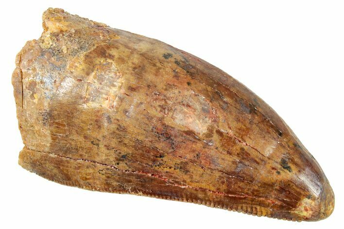 Serrated, Carcharodontosaurus Tooth - Thick Tooth #250558